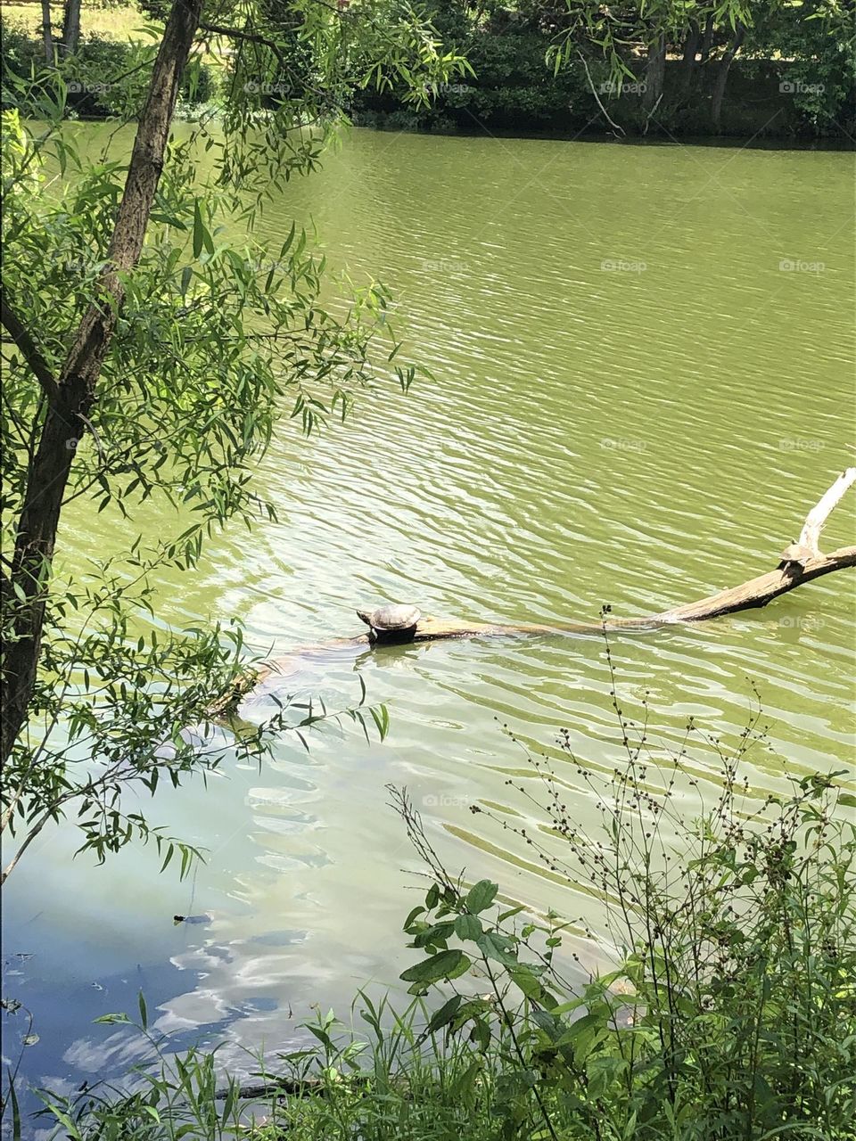 Turtle resting on tree branches in lake 