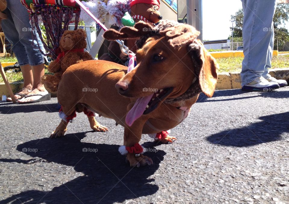 Dog . Un pequeño perro salchicha con unas lindas orejas