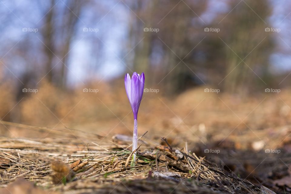 Crocus flower in the forest during spring. Slovakia