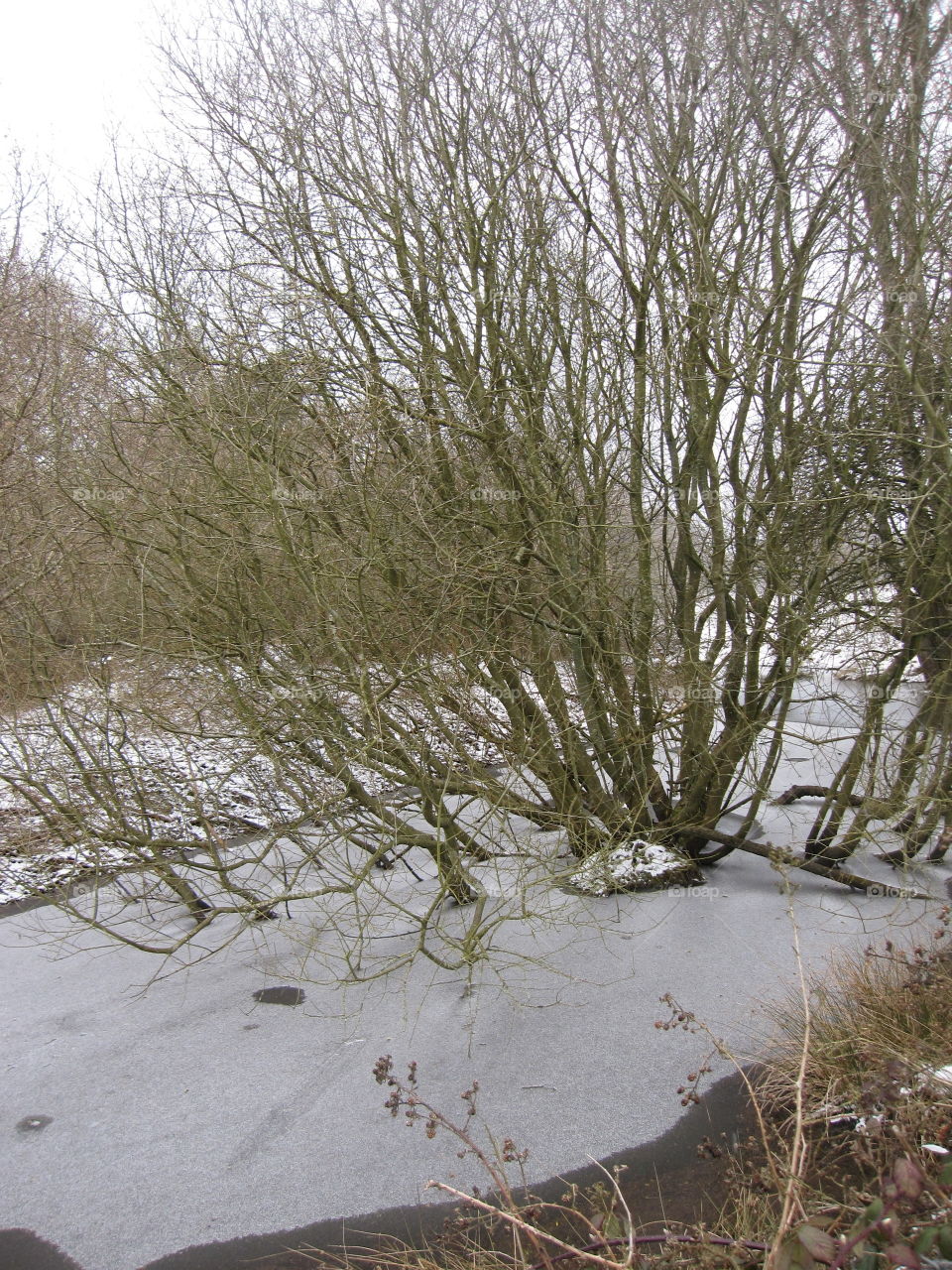 Frozen Lake