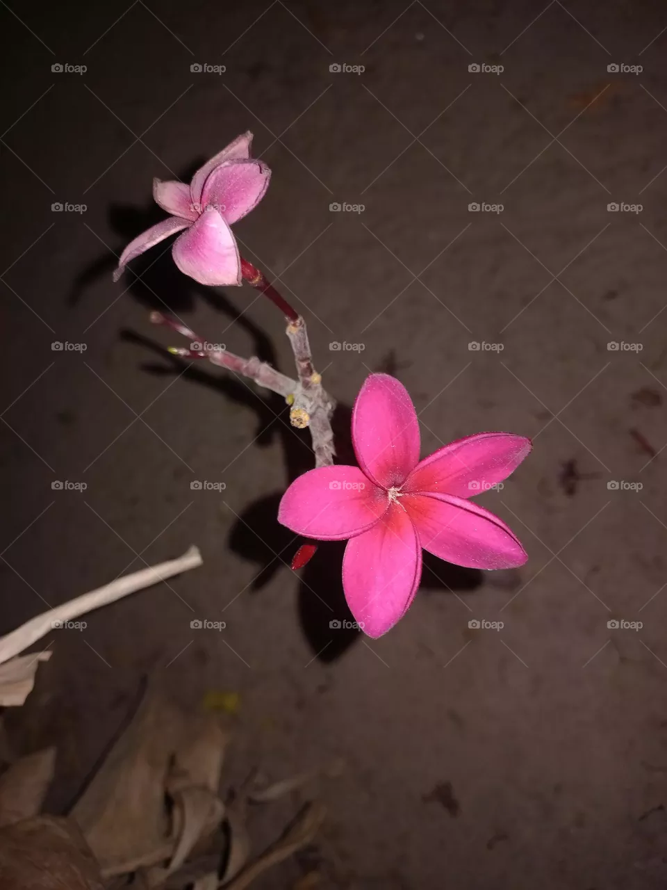Plumeria