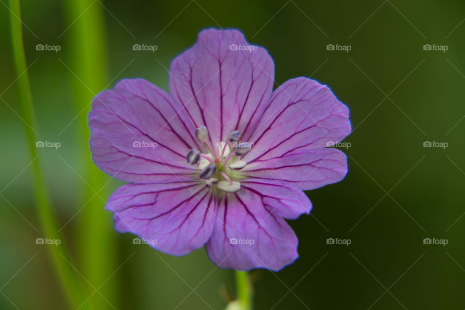 Purple flower in the forest under the shade of the trees