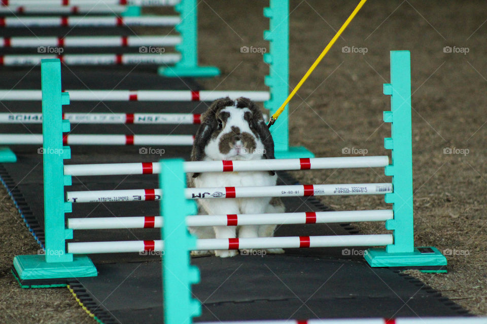 Mini lop is being led through a rabbit-hopping course