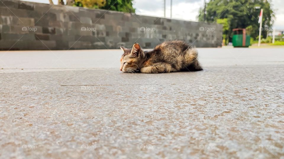 Little cat in the field