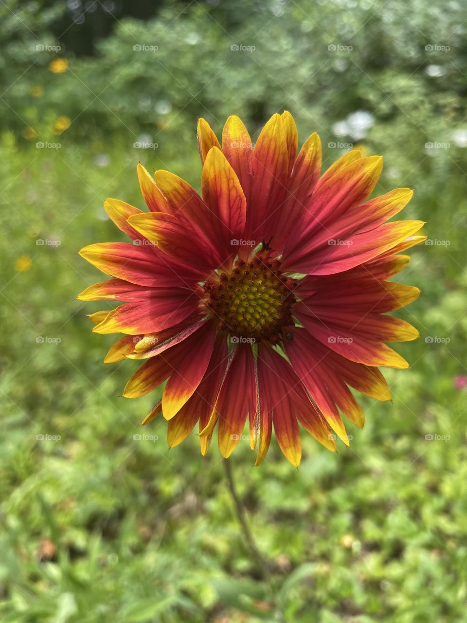 A lone blanket flower stands out in a summer wildflower field, its petals a deep, rich red, fading to a vibrant yellow at the tips. The flower’s striking colors create a captivating contrast against the lush green backdrop of surrounding grass.