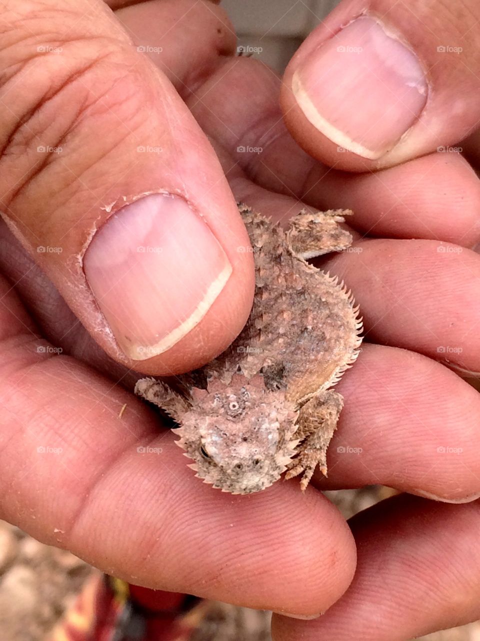 Horny toad