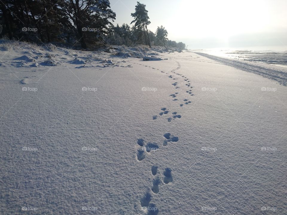 traces of feet on the fresh snow at the seashore