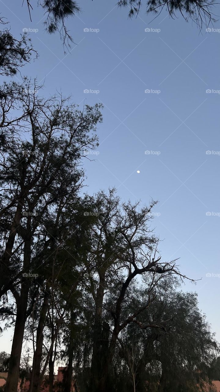 Trees and moon 🌕