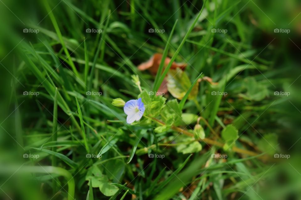 Tiny Dancer. tiny flower in my backyard 