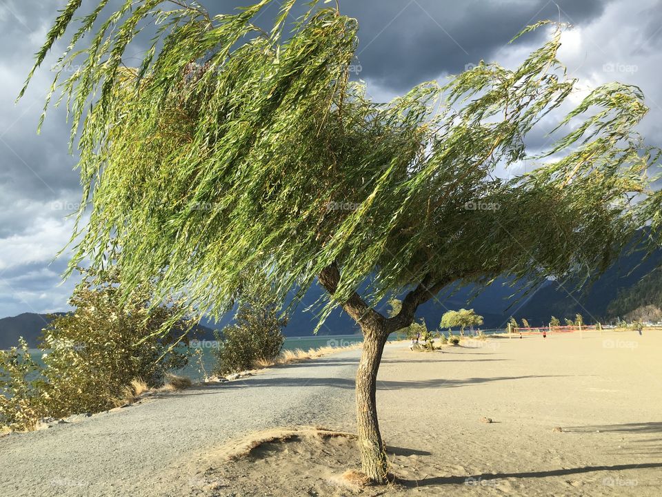 Willow tree swaying on the wind