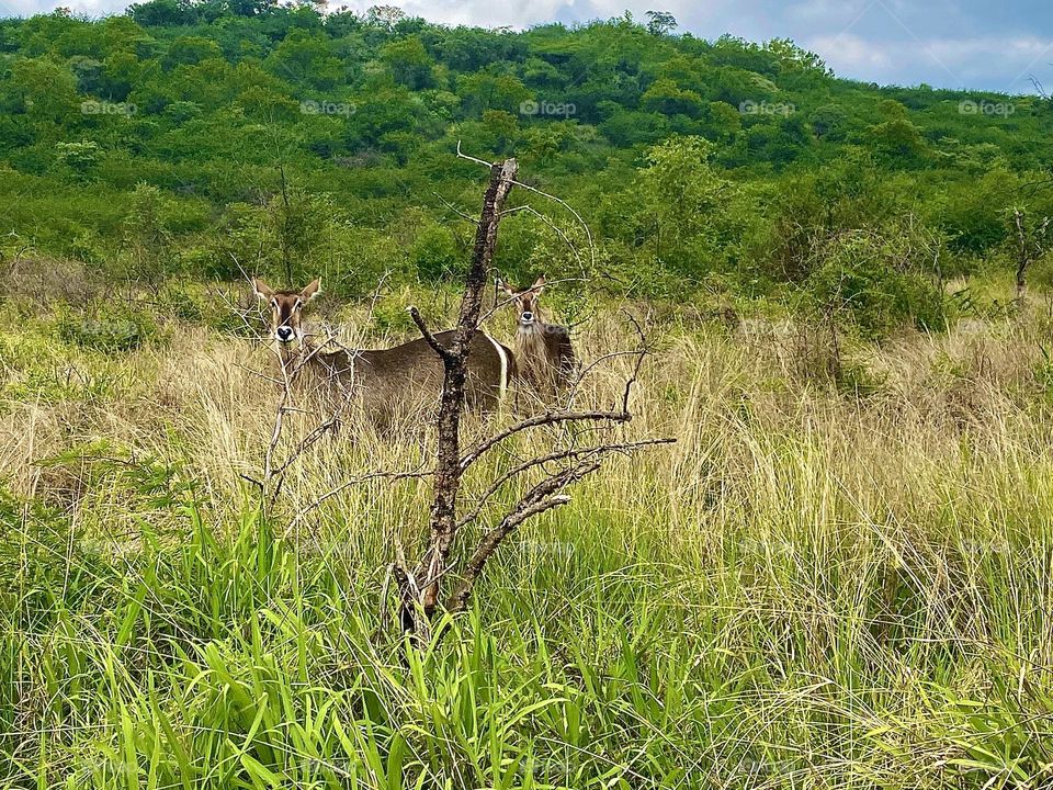 Bucks