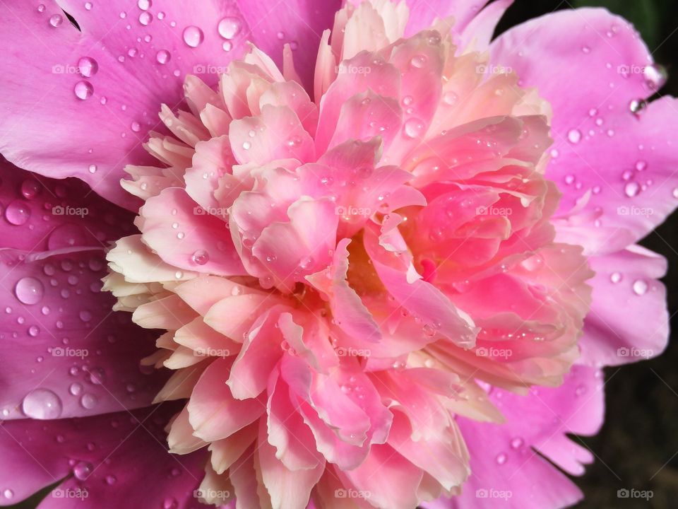 Peony  close-up 