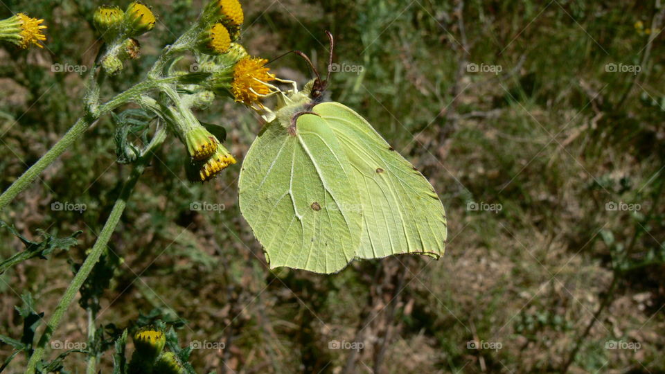 Schmetterling auf einer Blume