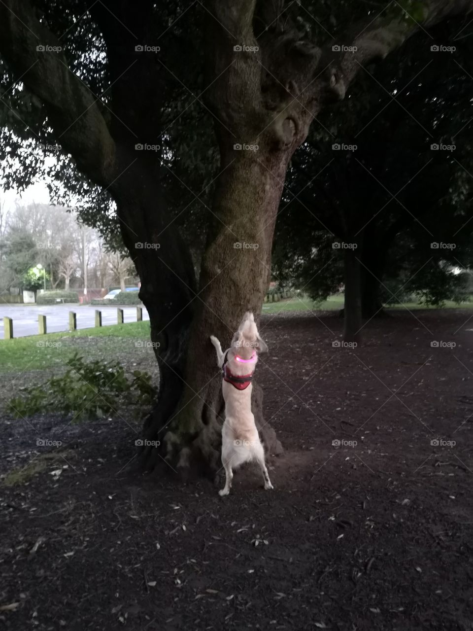 young golden retriever in led collar barks up a tree