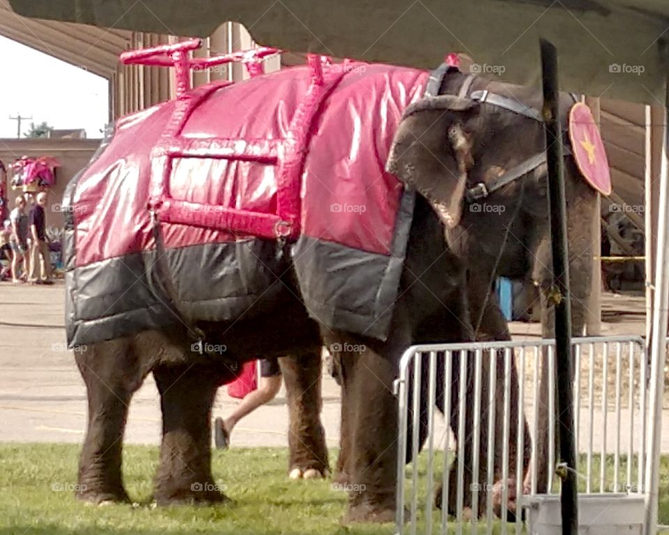 Getting ready for the circus