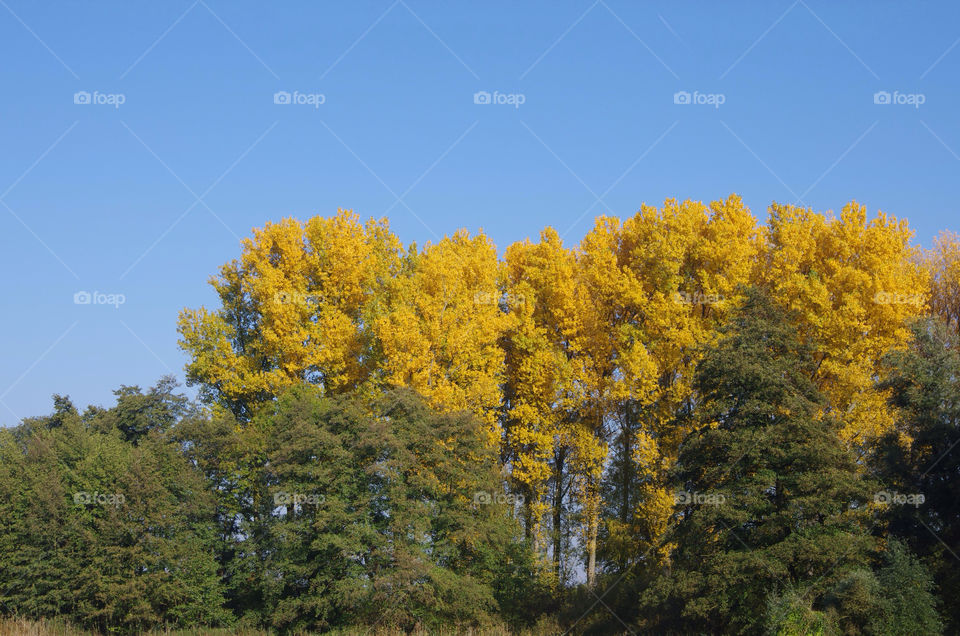 groß gerau tree autumn baum by jessyblue