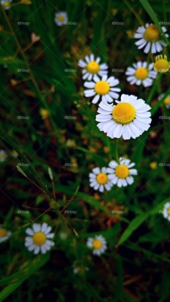 field flowers