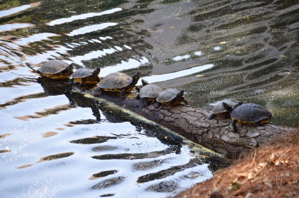 Turtles in a row