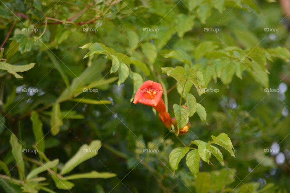 trumpet flower