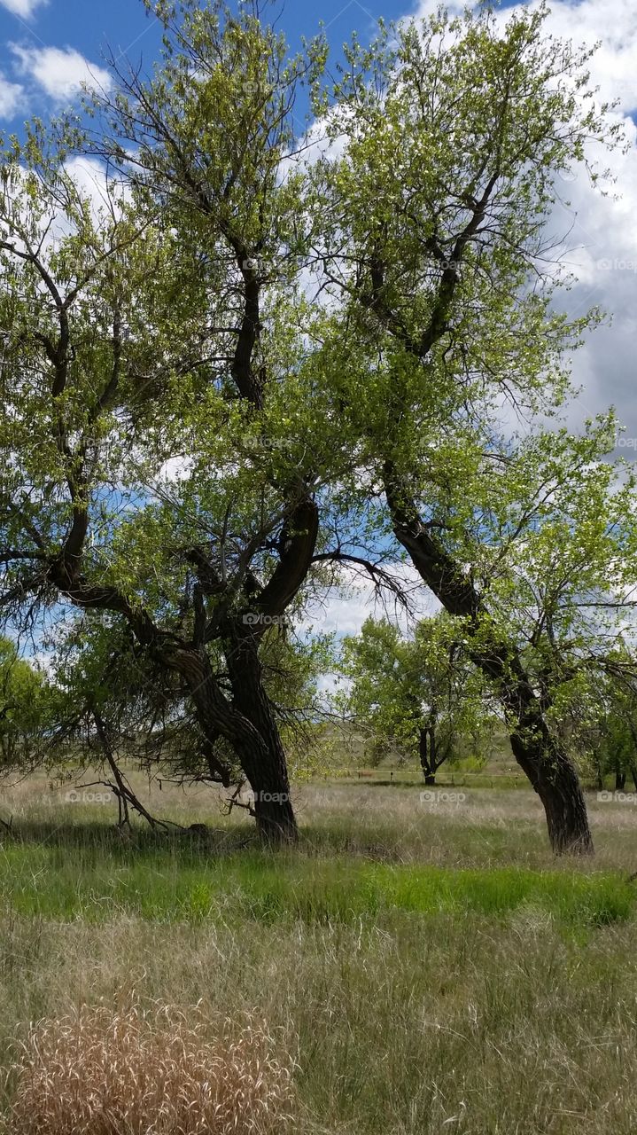Trees with sky in background on Colorado great plains