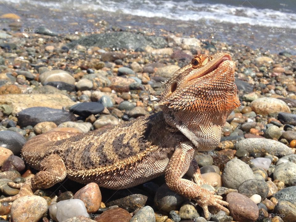 Bearded dragon visits the beach