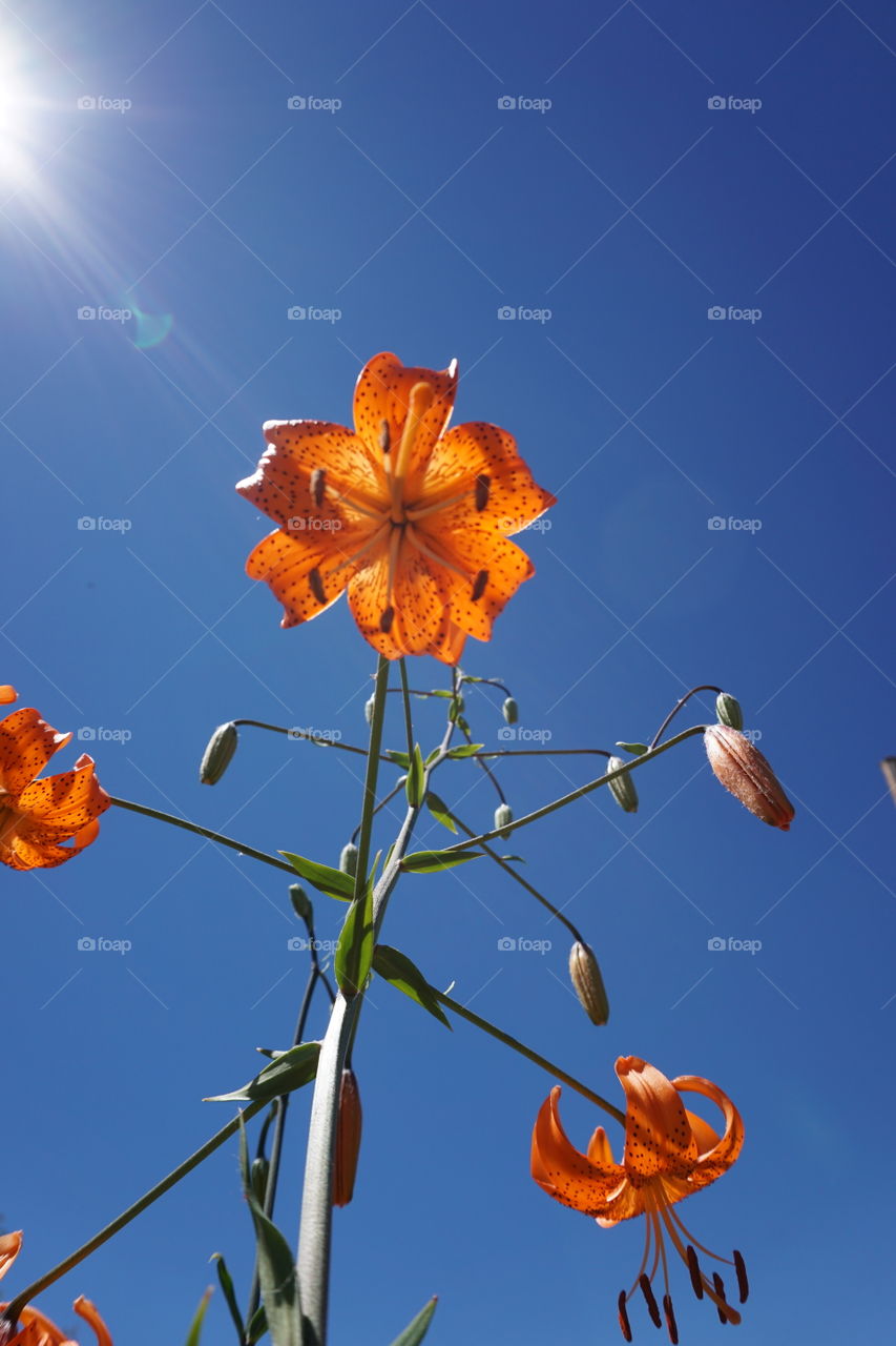 Dreamsicle. I'm not a green thumb so I admire people who are, and I make up names for plants since I can't remember.