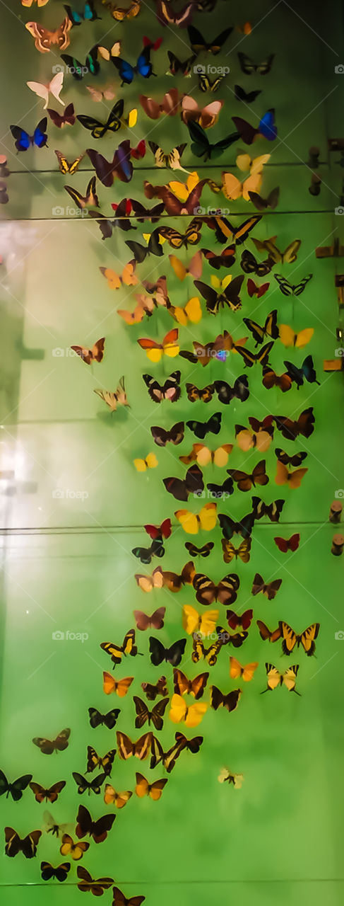 Butterflies on display 