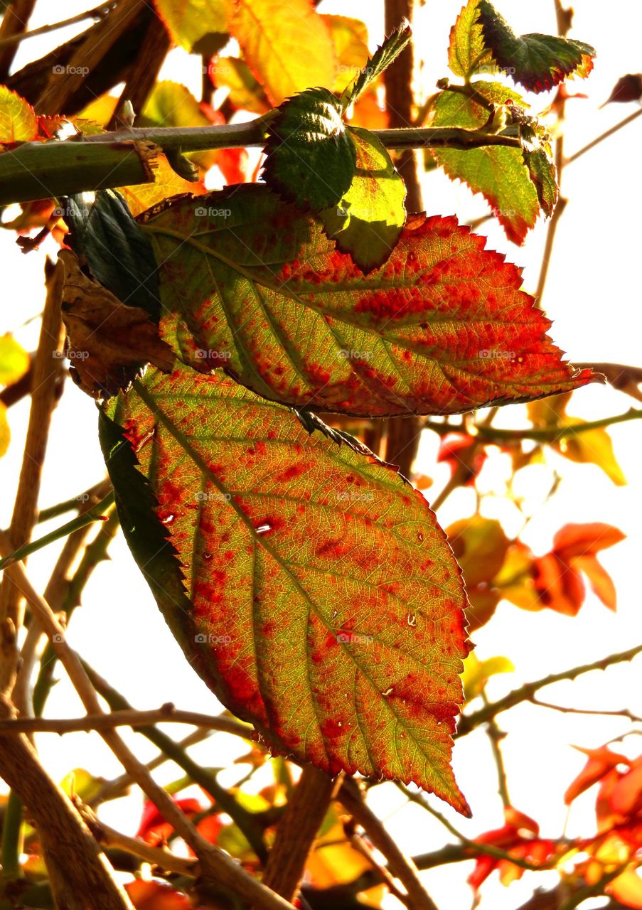 translucent leaves