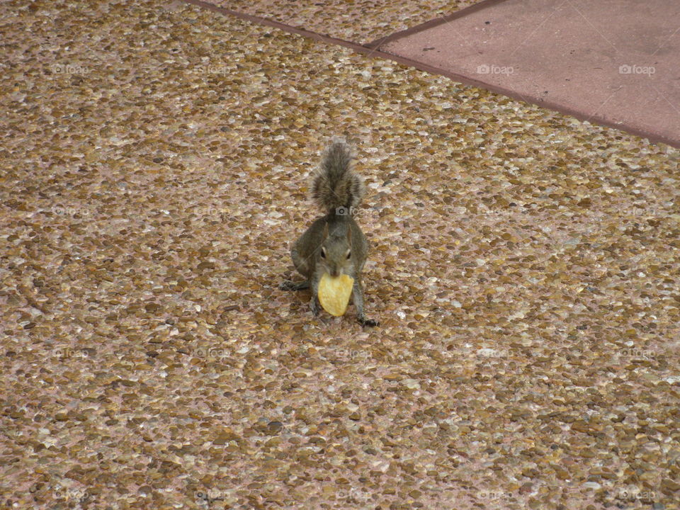 Squirrel stealing a chip!