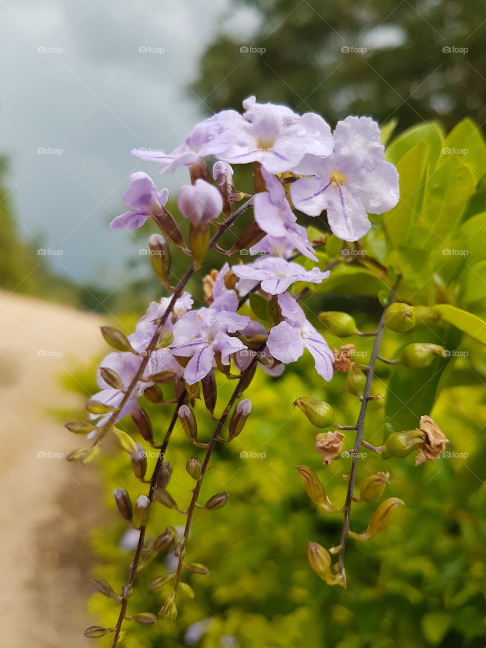 Purple flowers in contrast to the green, berries and the dirt road, simply spectacular! Brazil.