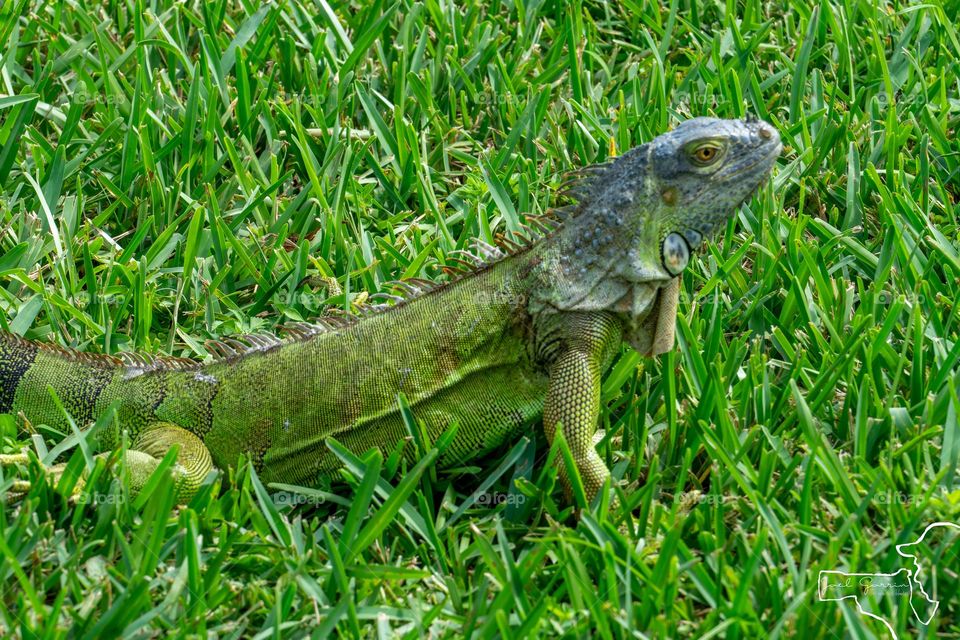 Iguana habitatt 
