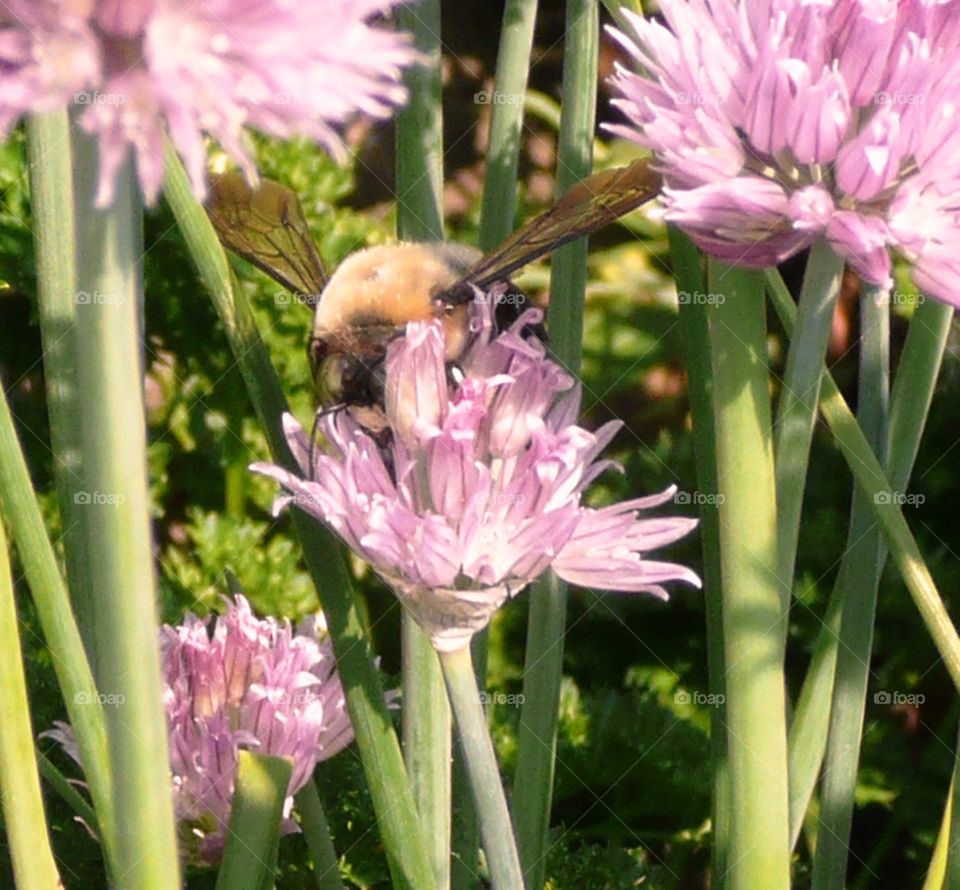 close-up of a bee on a flower