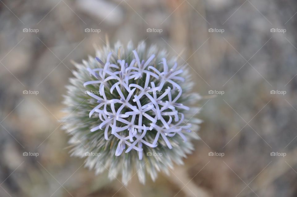 Flower from spears