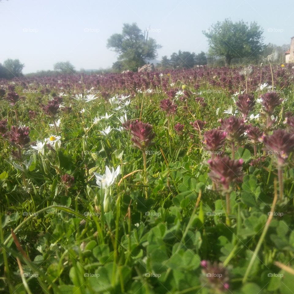 çiçeklerden minik bir görüntü