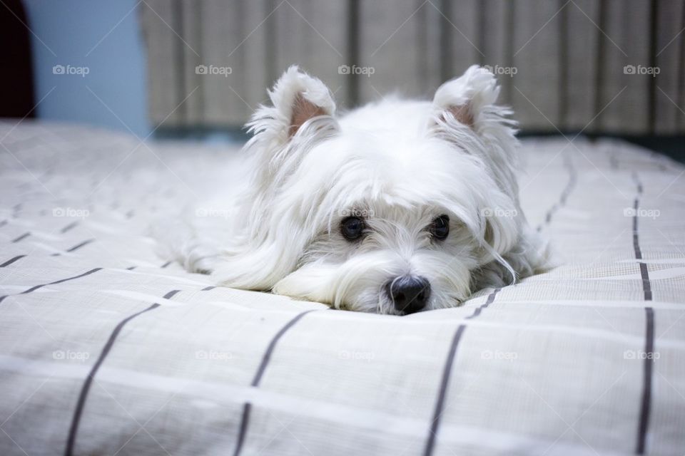 lonely westie on the bed