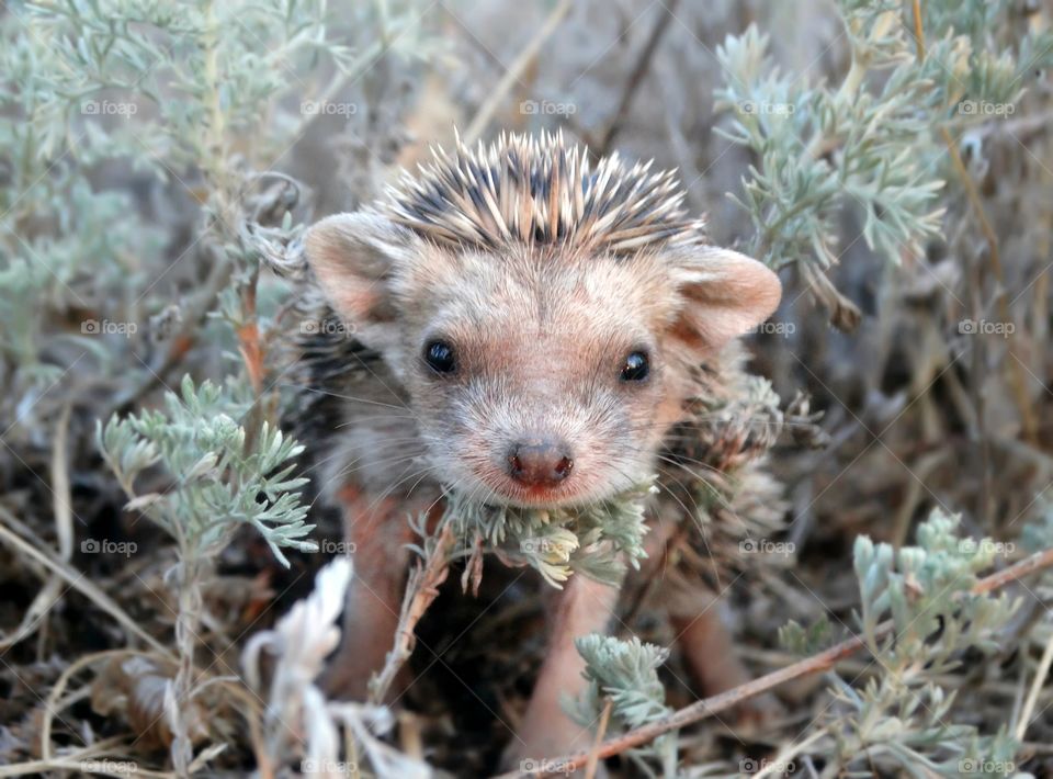 Small wild hedgehog 💓