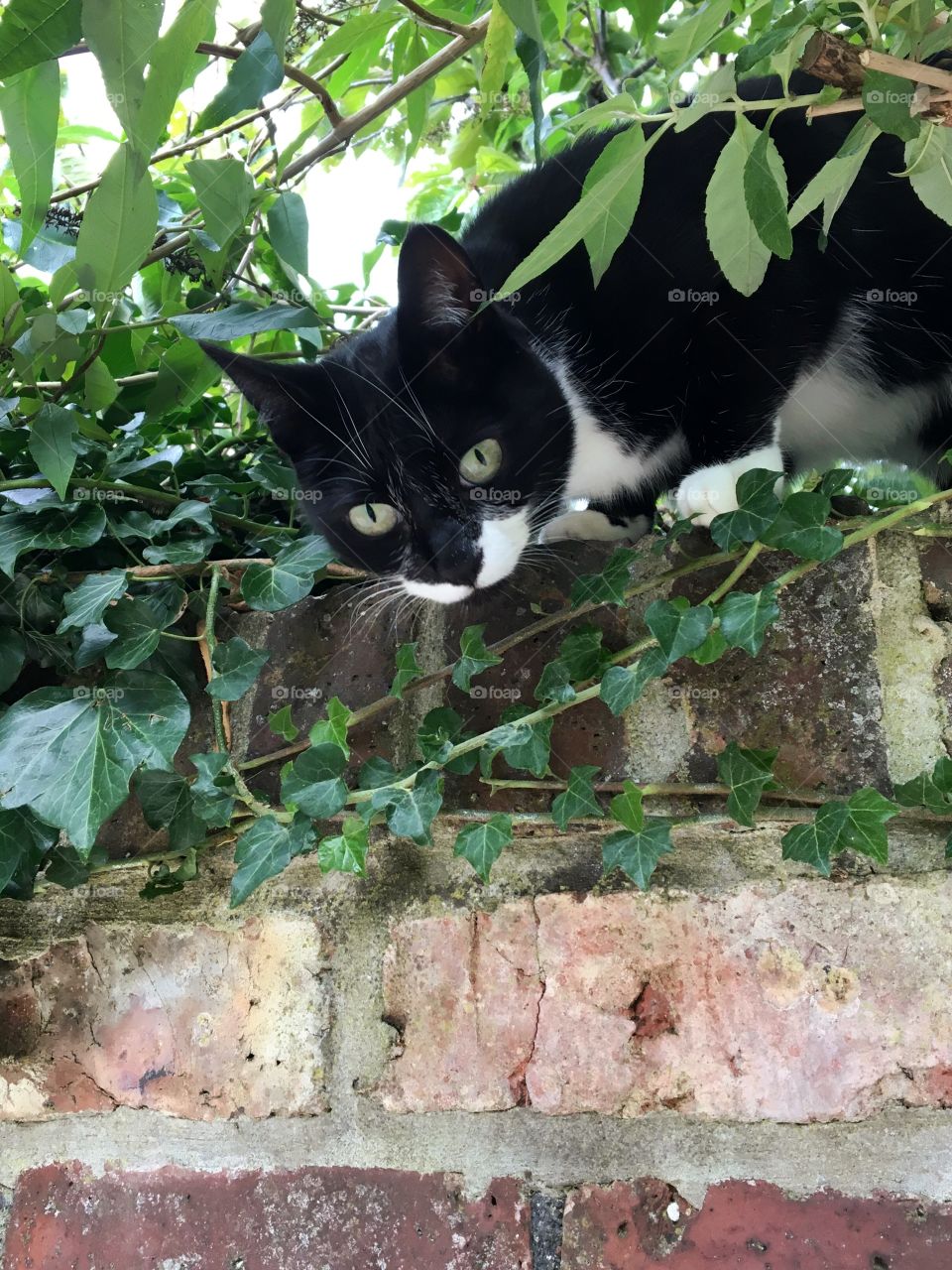 Peeping cat looking down at me taking his photo 