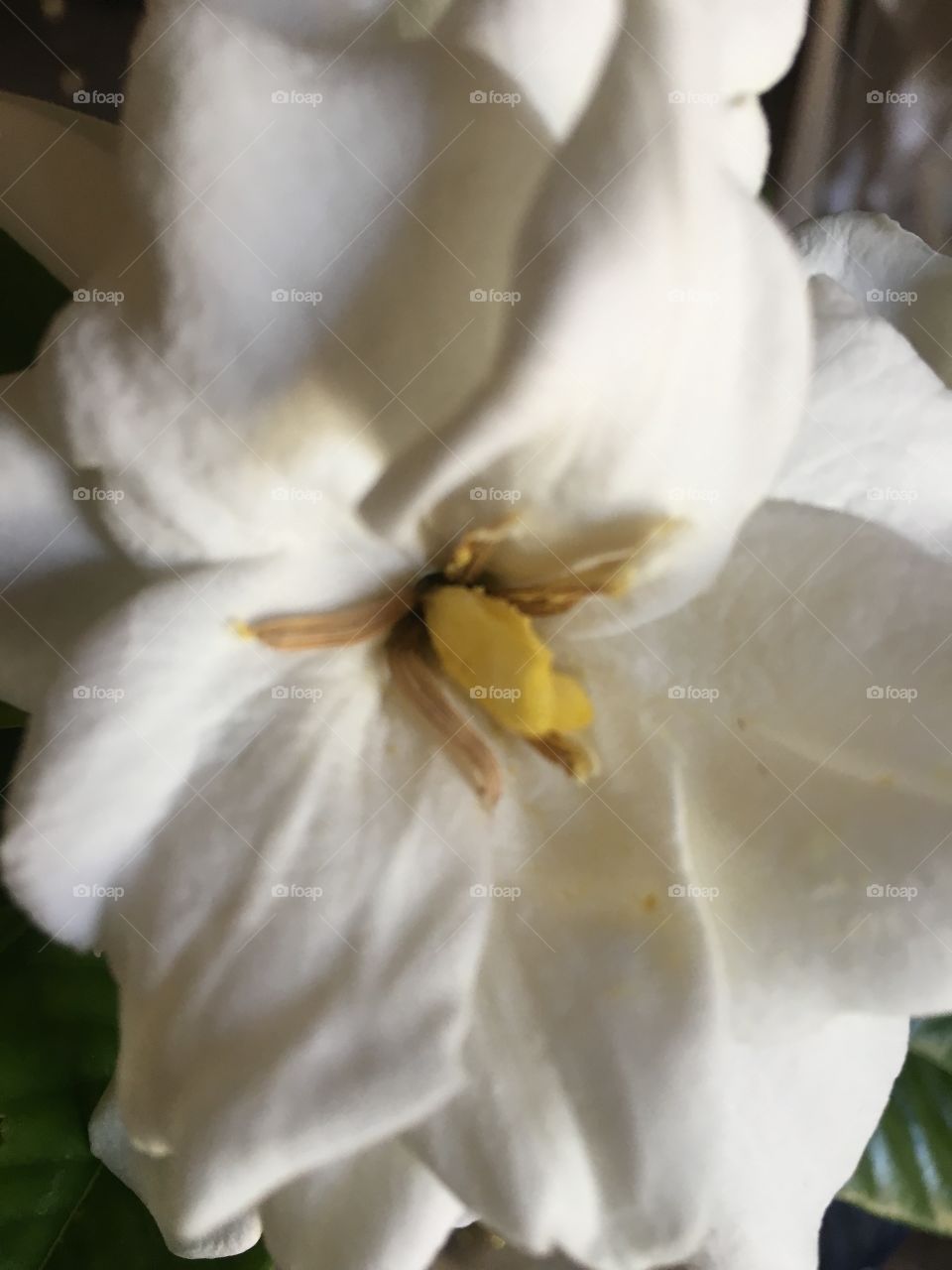 Gardenia close-up texture 