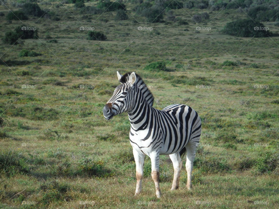 Zebra from Swaziland
