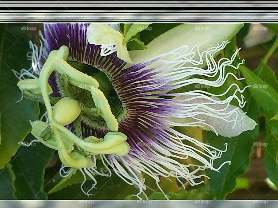 "Passion Flower"