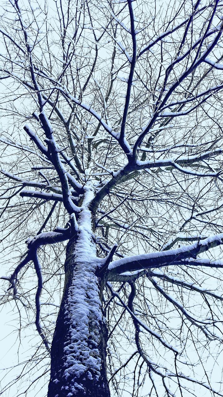 snow on a tree