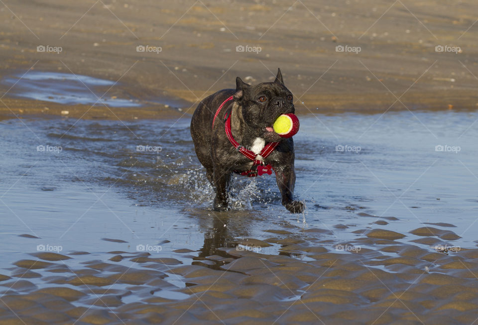 Running through the water 