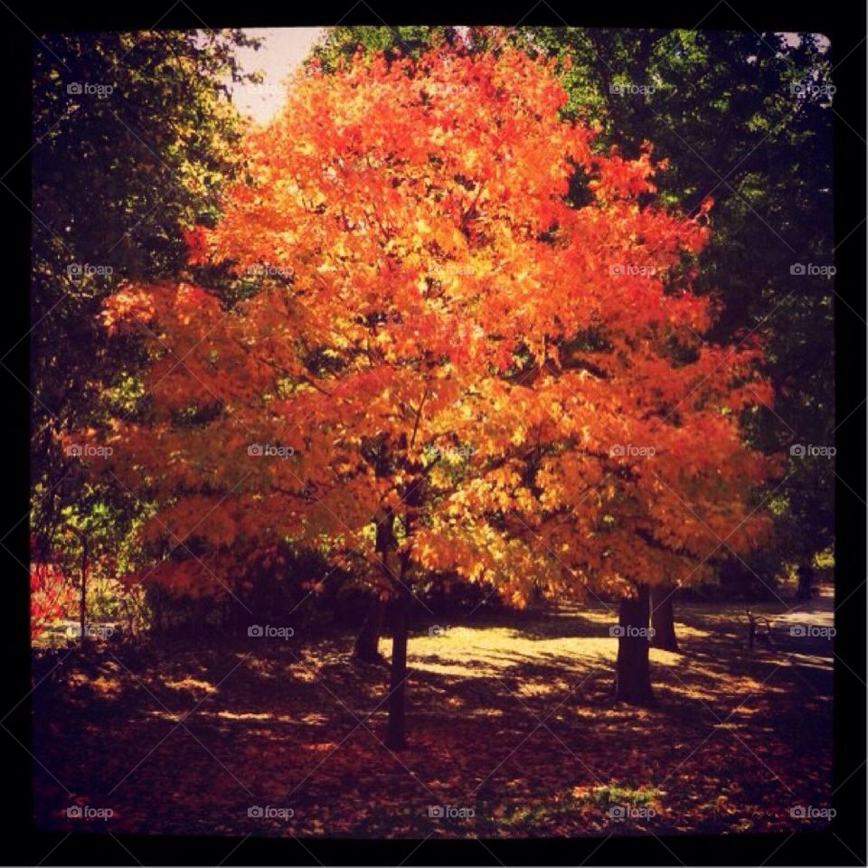 Autum tree
