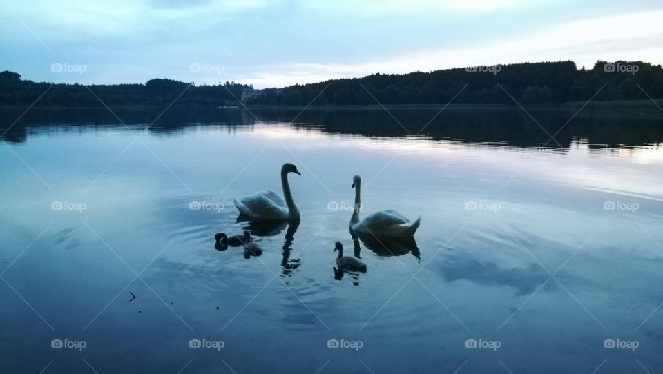 a happy swan family