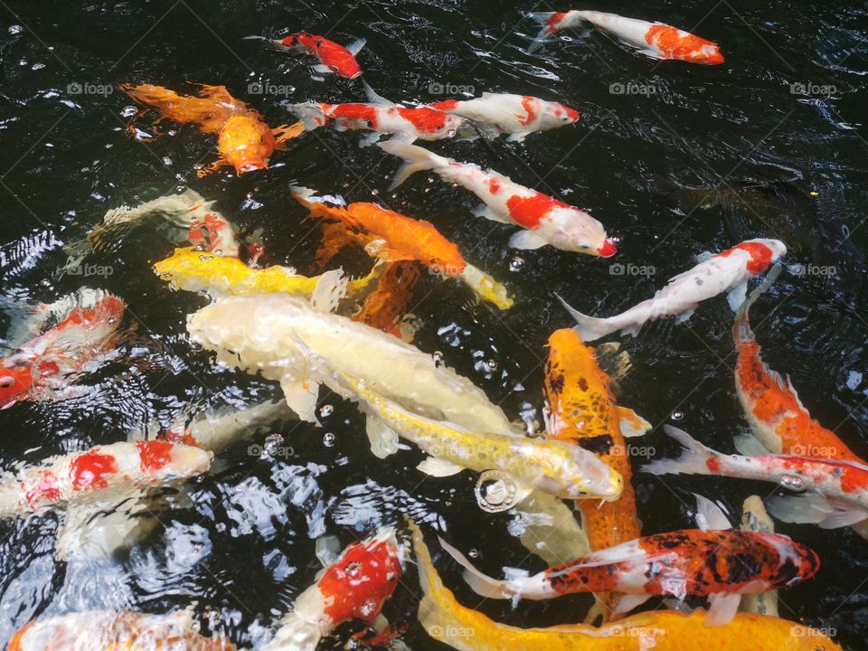 Fancy​ carp​ koi fish​