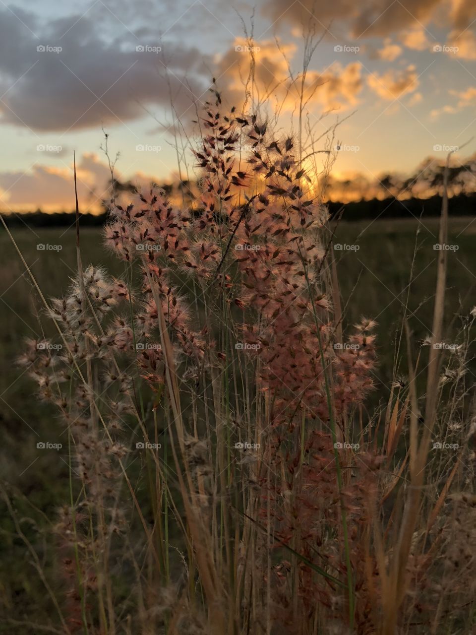 Landscapes Grass At Sunset