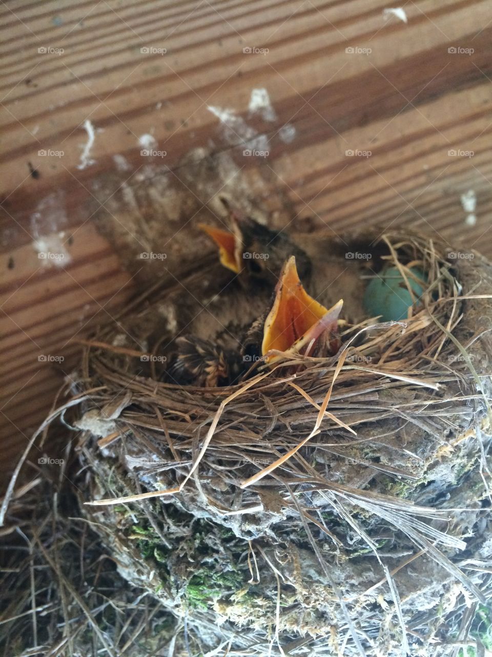 Nest 