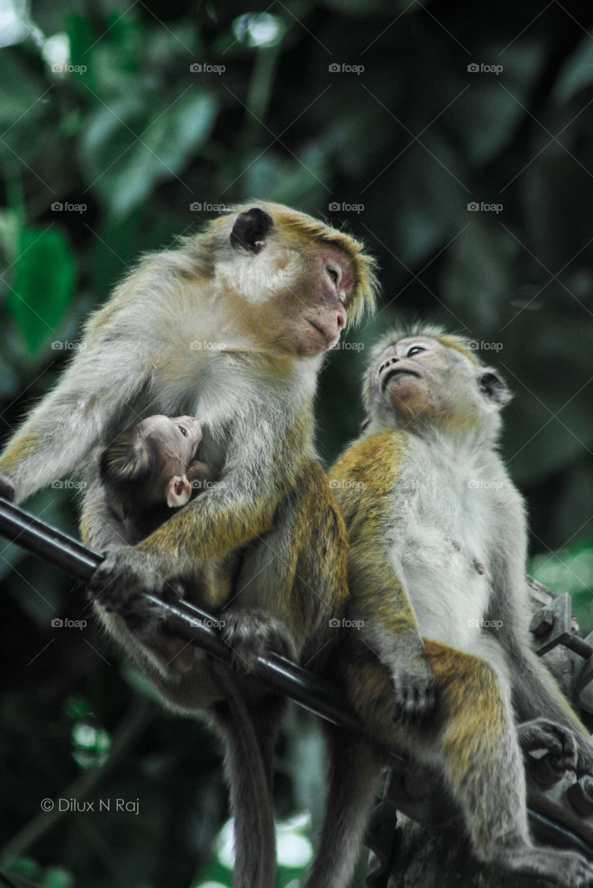 Eye contact between the mother-father and child