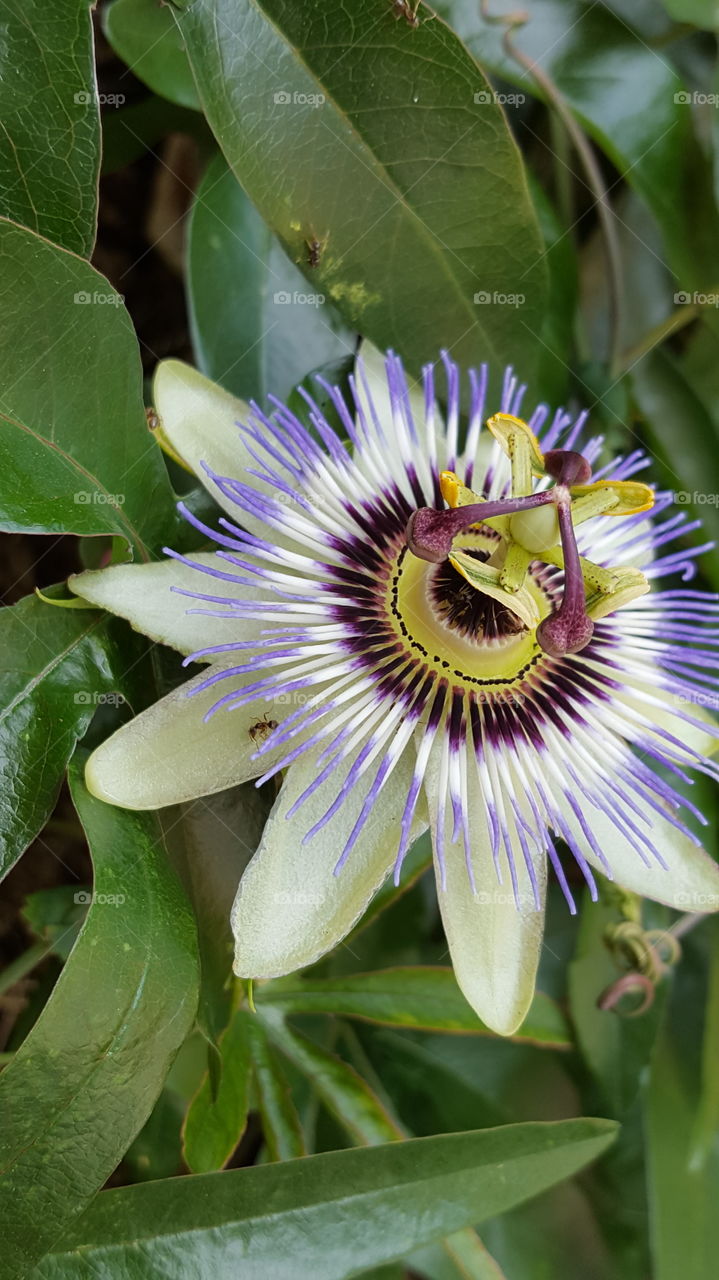 Nature, Flora, Leaf, Tropical, Flower