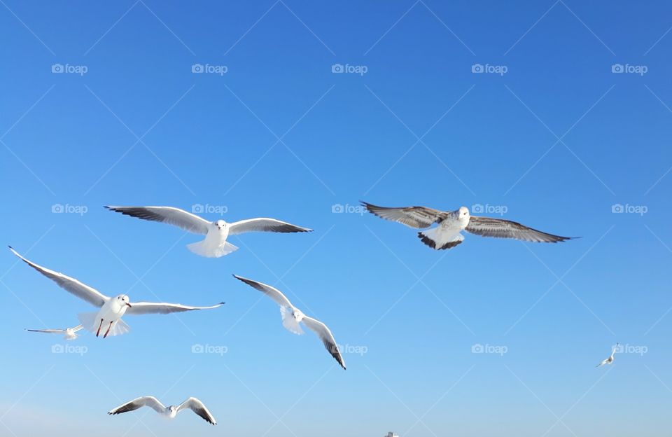 birds, seabirds, blue sky